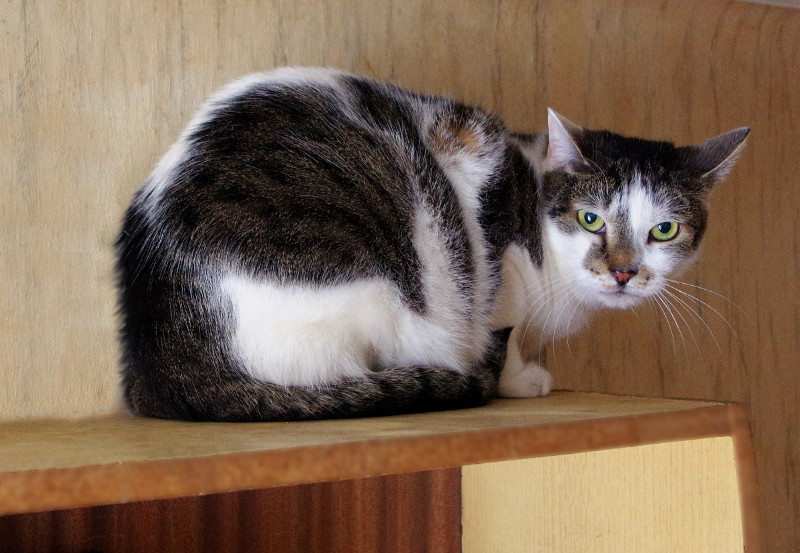 MaciuÅ› of the Maja family