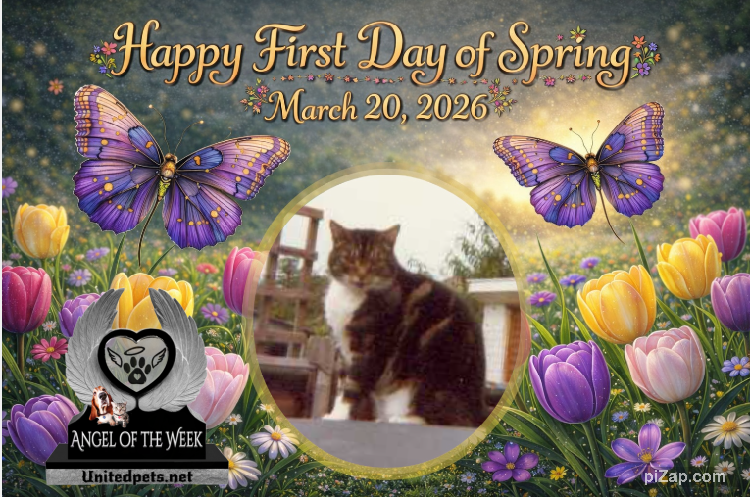 Elmer of the Oldwoman family