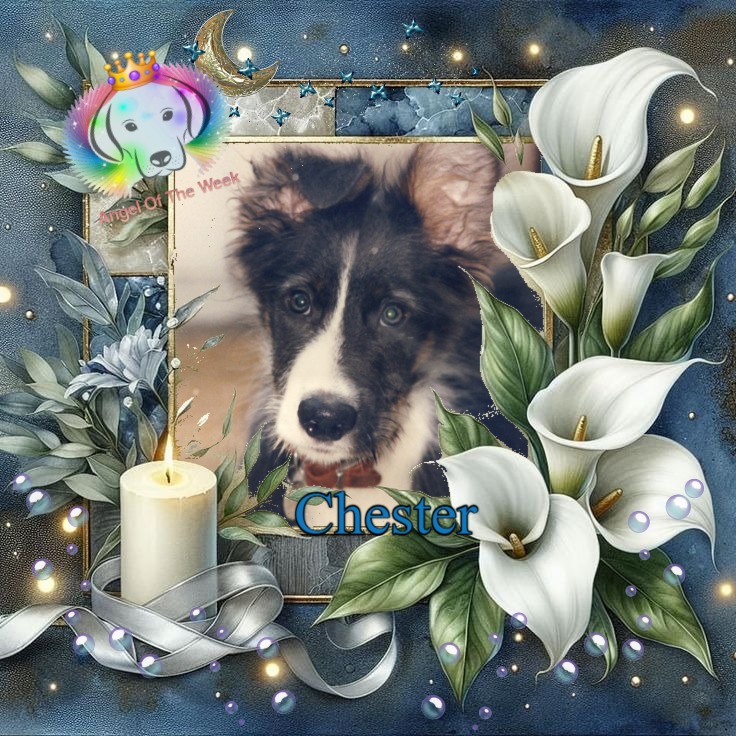 Chester of the Oldwoman family