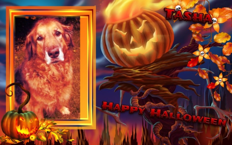 Tasha of the Oldwoman family