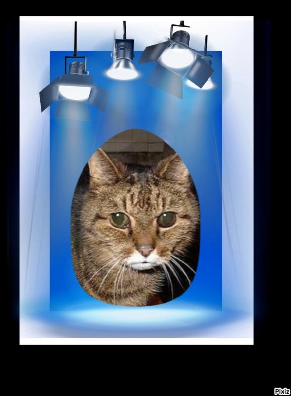 Pookie of the Oldwoman family