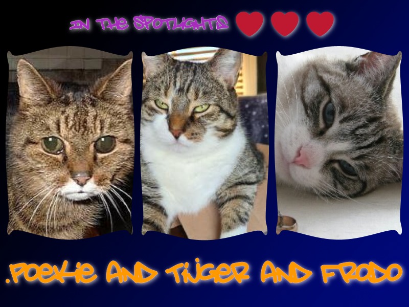 Pookie of the Oldwoman family