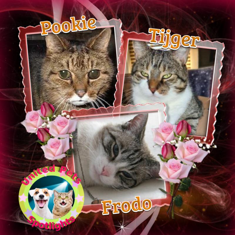 Pookie of the Oldwoman family