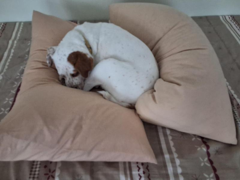 Alfie of the Oldwoman family