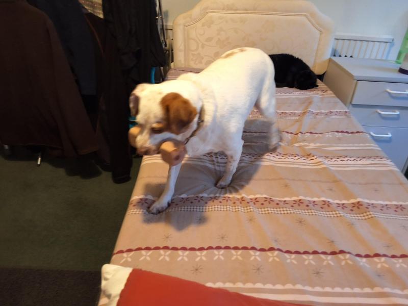 Alfie of the Oldwoman family