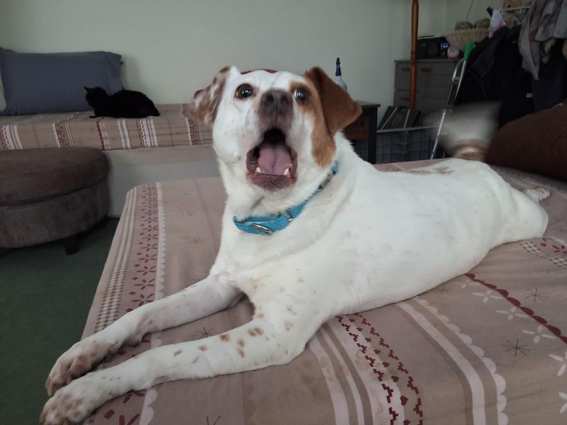 Alfie of the Oldwoman family