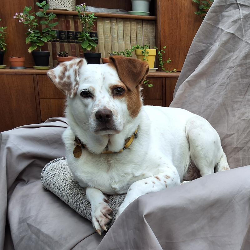 Alfie of the Oldwoman family