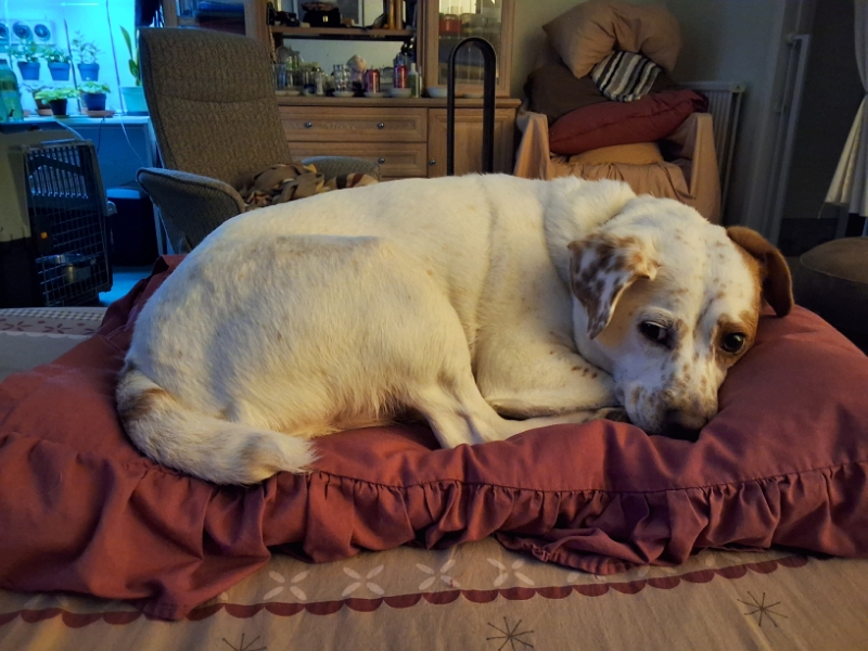 Alfie of the Oldwoman family
