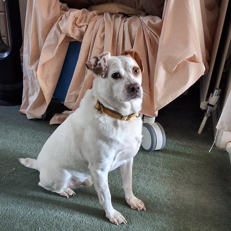 Alfie of the Oldwoman family