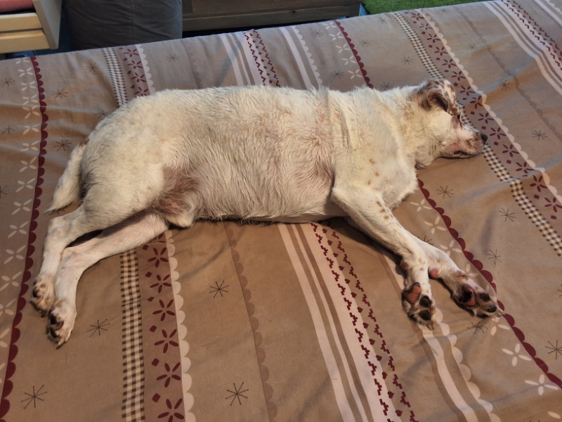 Alfie(Oldwoman)