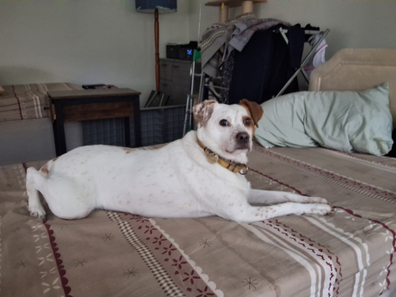 Alfie of the Oldwoman family