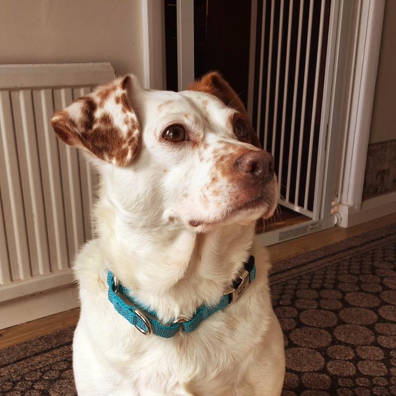 Alfie of the Oldwoman family