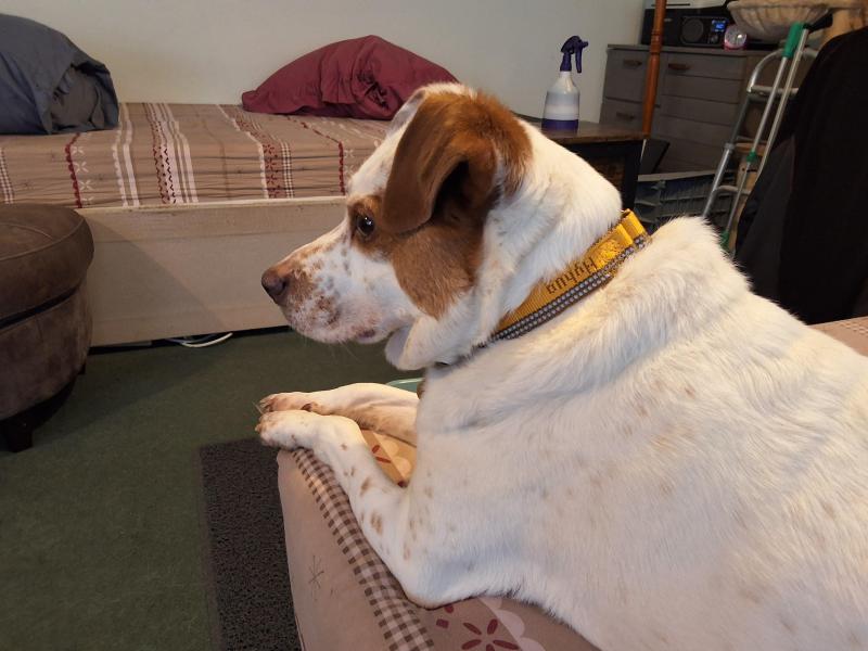 Alfie of the Oldwoman family