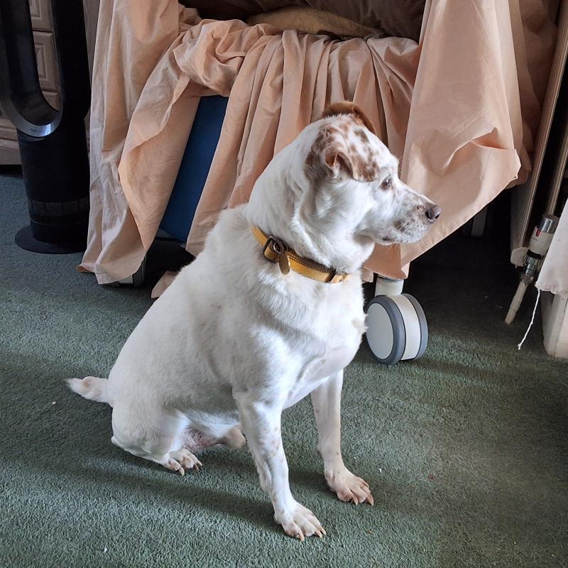 Alfie of the Oldwoman family