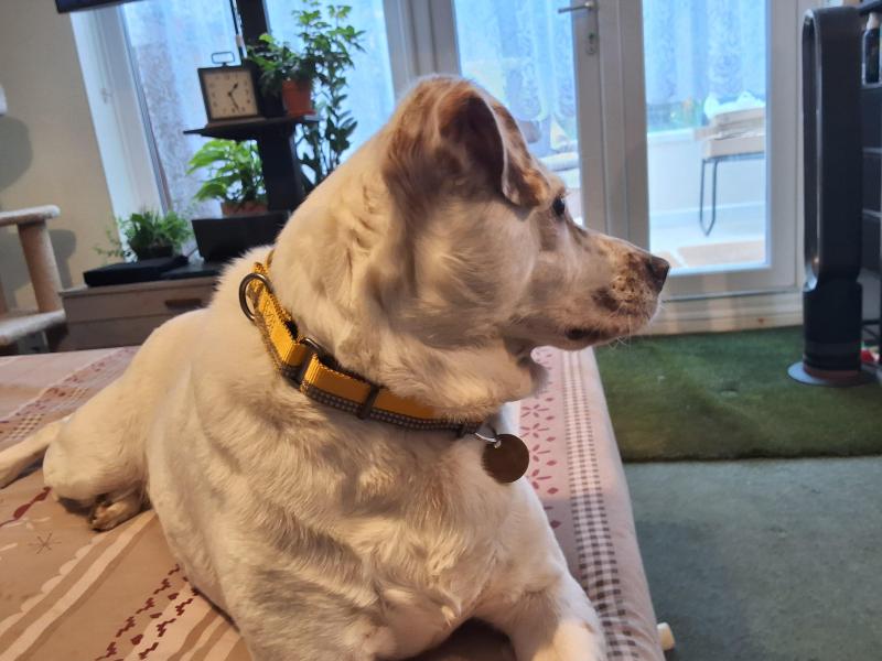 Alfie of the Oldwoman family