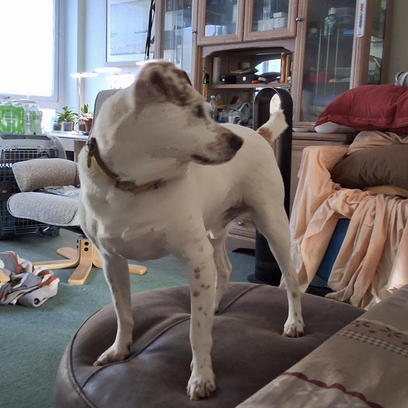 Alfie of the Oldwoman family