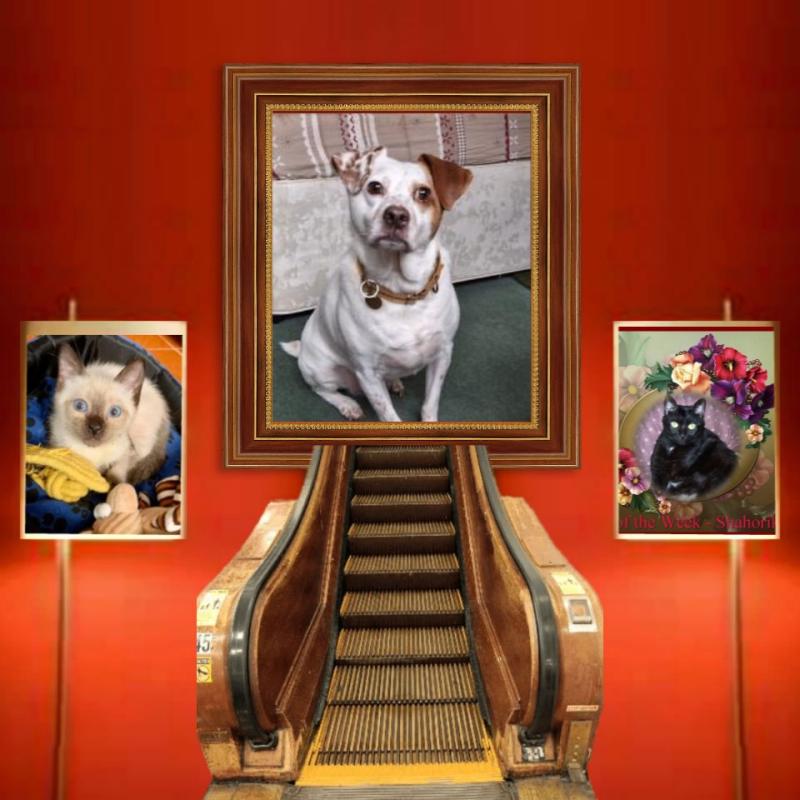 Alfie of the Oldwoman family