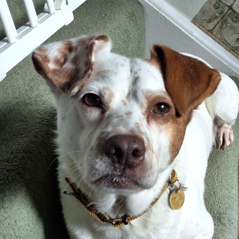 Alfie of the Oldwoman family
