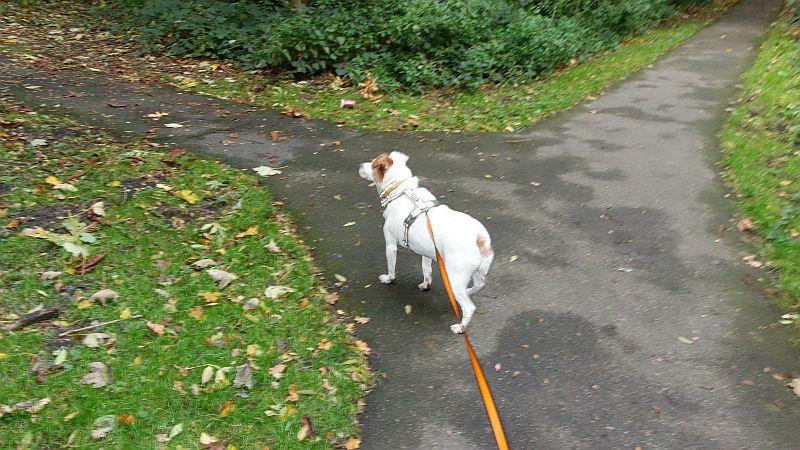 Alfie of the Oldwoman family