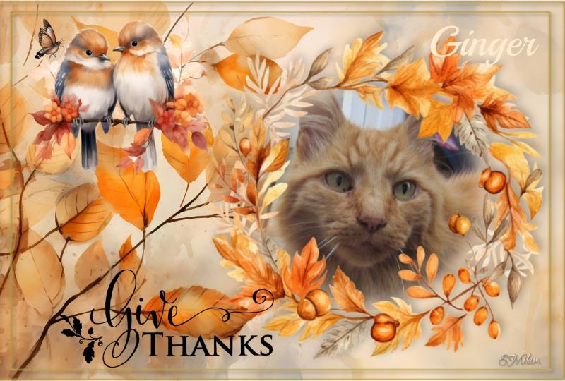 Ginger of the Oldwoman family