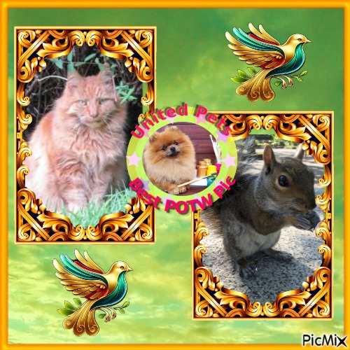 Ginger of the Oldwoman family