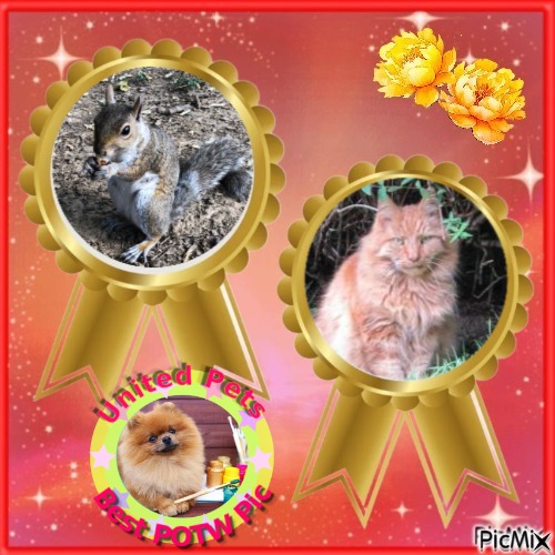 Ginger of the Oldwoman family