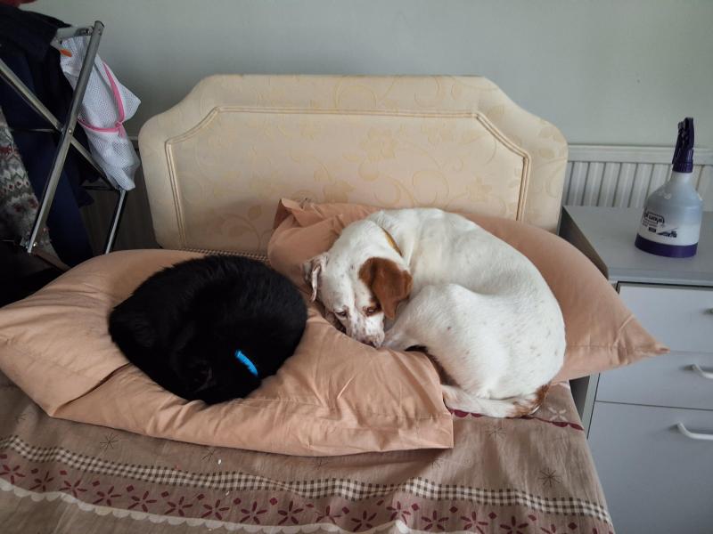 Oldwoman uploaded   1 year/s ago