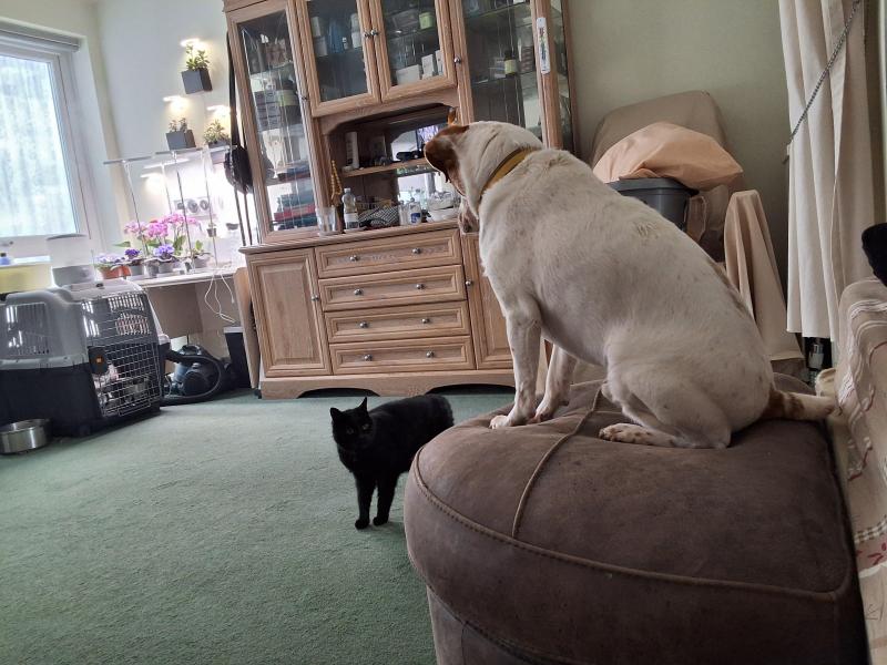 Oldwoman uploaded   326  day/s  ago