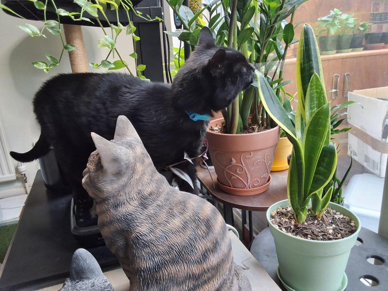 Tondo of the Oldwoman family