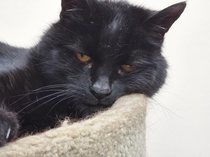 Tondo of the Oldwoman family