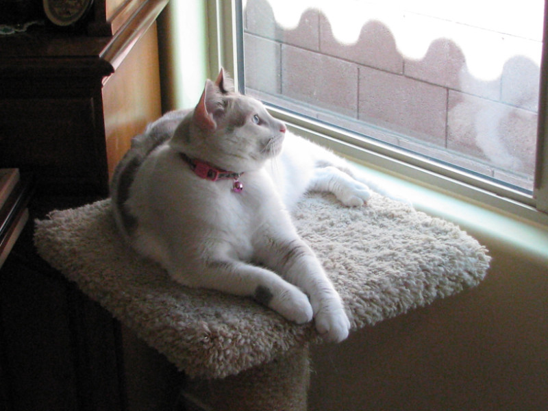 Pcats224 uploaded   5 year/s ago