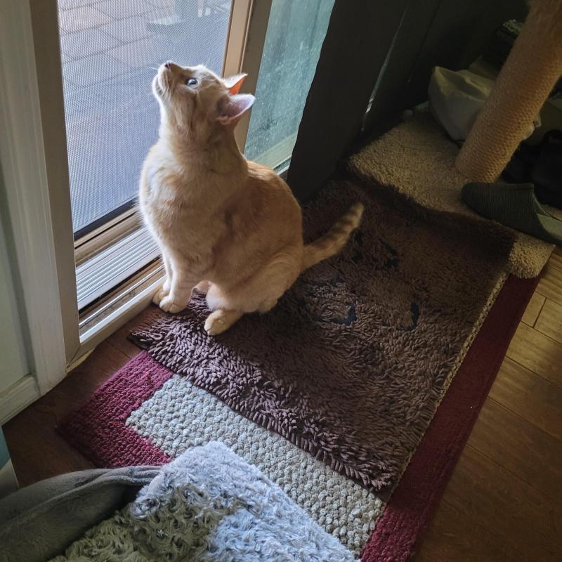 Kody of the Pcats224 family