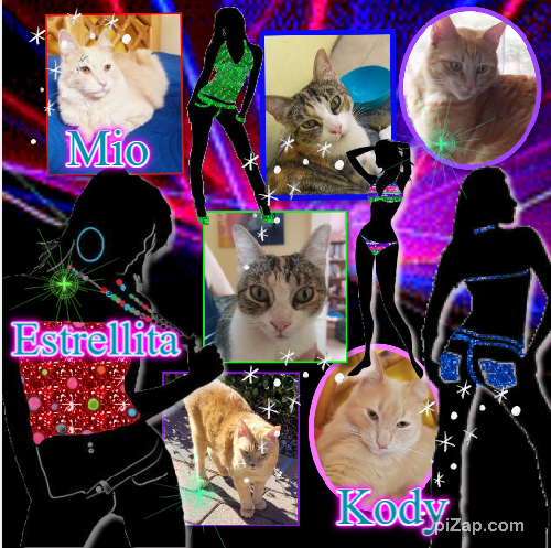 Kody of the Pcats224 family