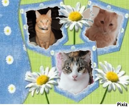 Kody of the Pcats224 family