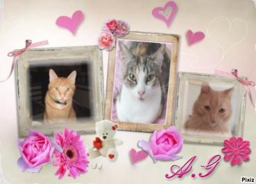 Kody of the Pcats224 family