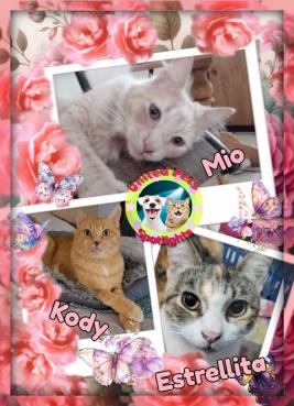 Kody of the Pcats224 family