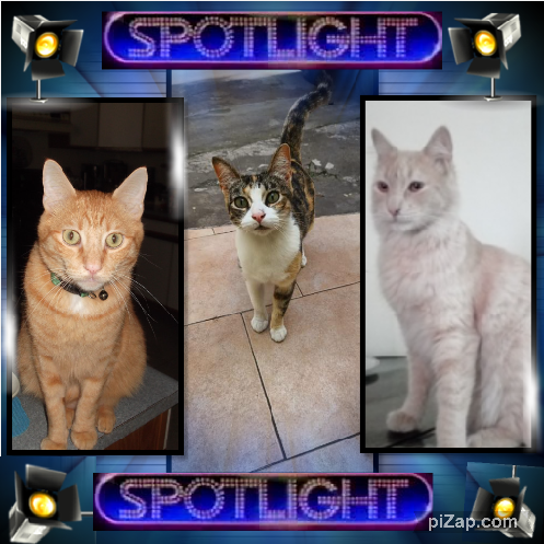 Kody of the Pcats224 family