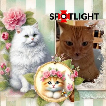 Kody of the Pcats224 family