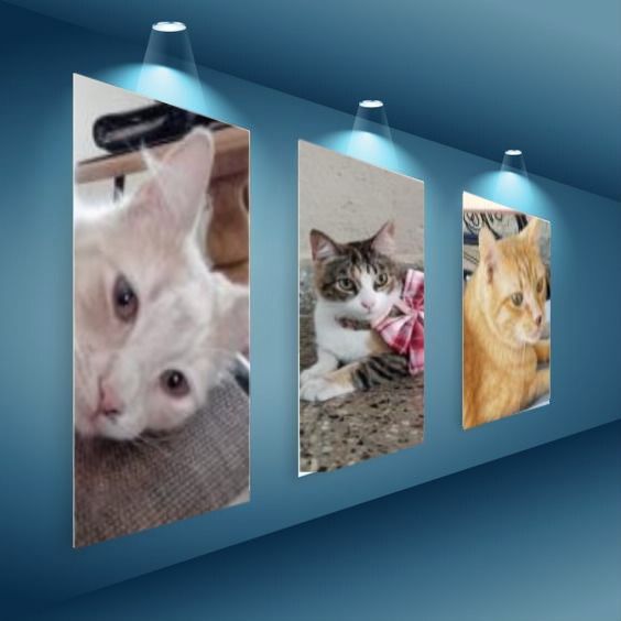 Kody of the Pcats224 family