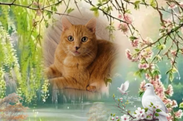 Kody of the Pcats224 family