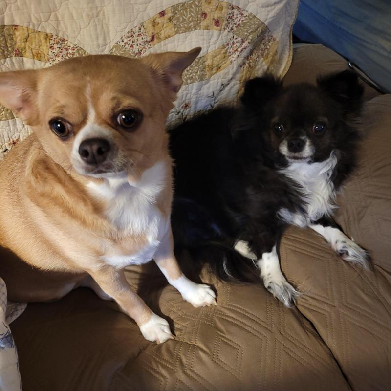 Bindy of the Pcats224 family