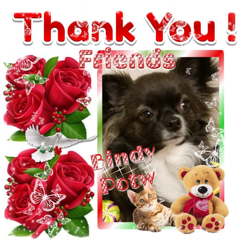 Bindy of the Pcats224 family