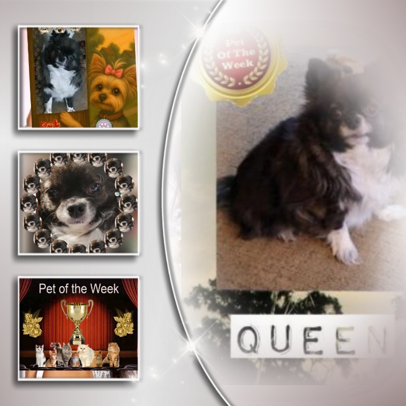 Bindy of the Pcats224 family