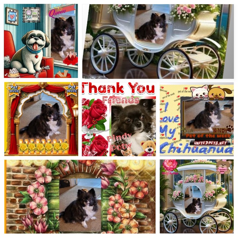 Bindy of the Pcats224 family