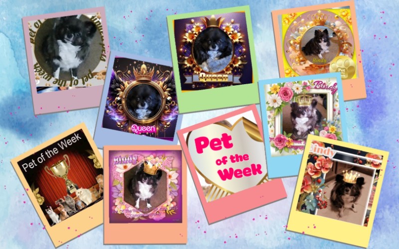 Bindy of the Pcats224 family