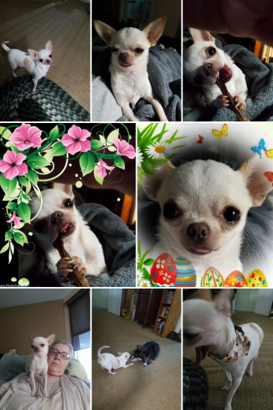 Angel Chloe of the Pcats224 family