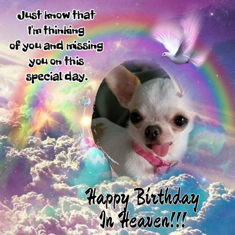 Angel Chloe of the Pcats224 family