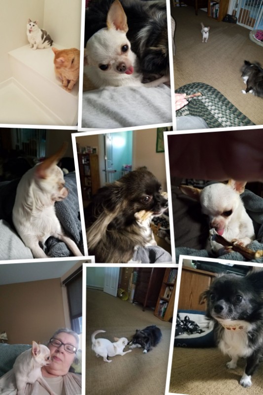 Angel Chloe of the Pcats224 family