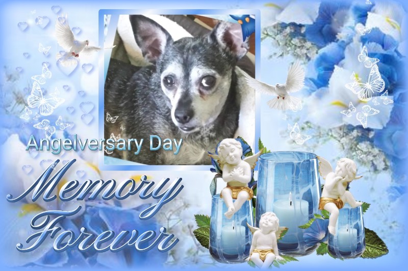 Peggys Angels of the Pcats224 family