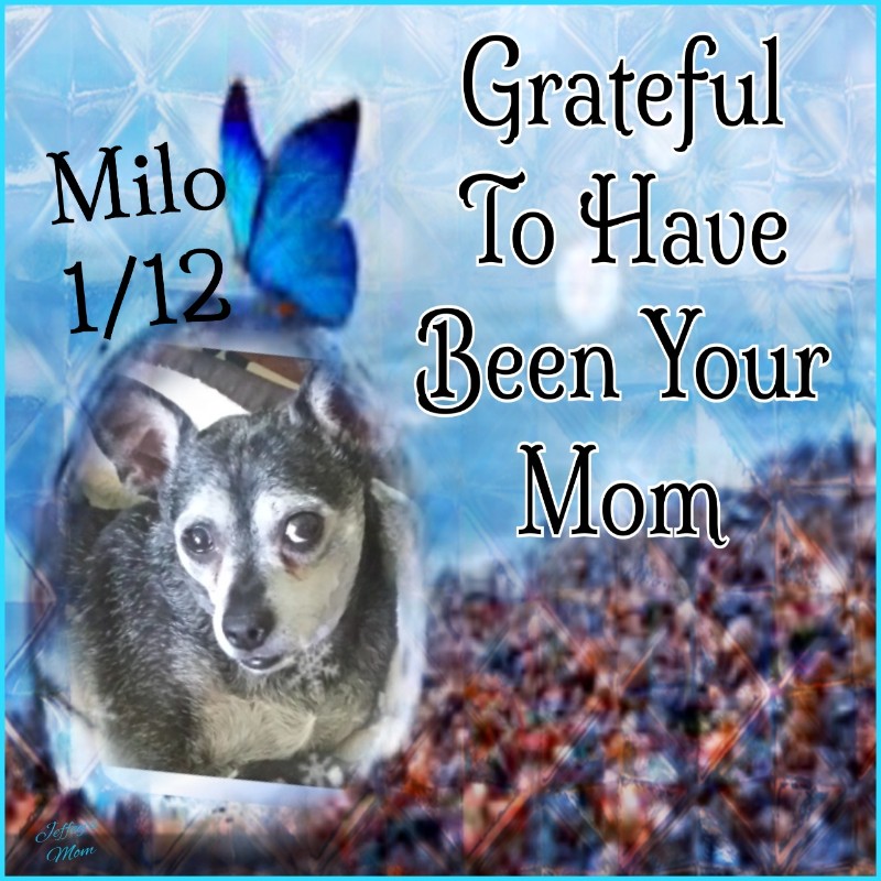 Peggys Angels of the Pcats224 family